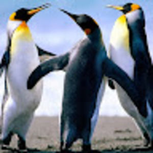 Meet your Posher, Adnan